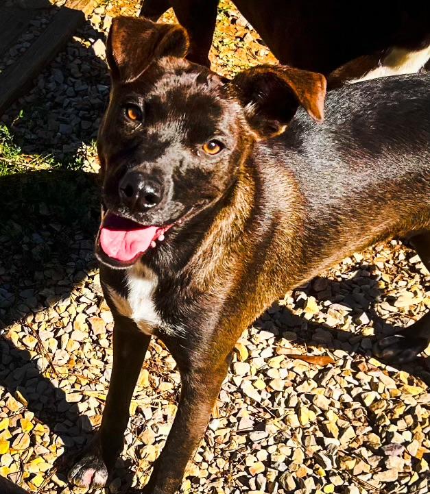 Prince, Young Male Labrador Retriever