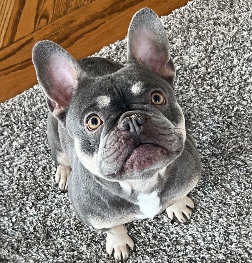 Sky, adopted, Adult Female French Bulldog.