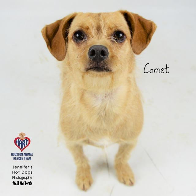 Enlarge Comet, a Adoptable mixed breed in Hockley, TX image 1/1