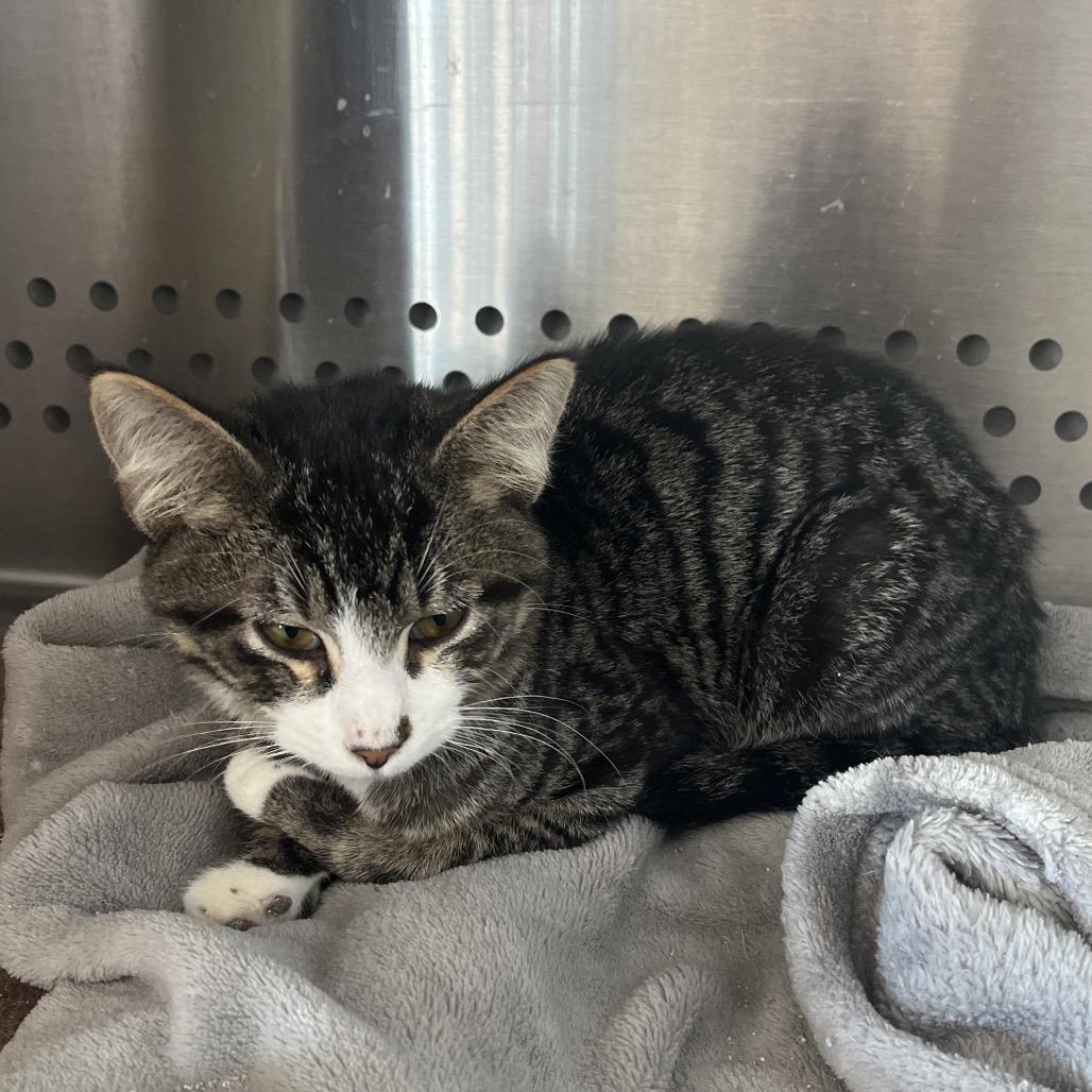 Enlarge Tommy, a Adoptable Domestic Short Hair in Pittsburg, KS image 1/1