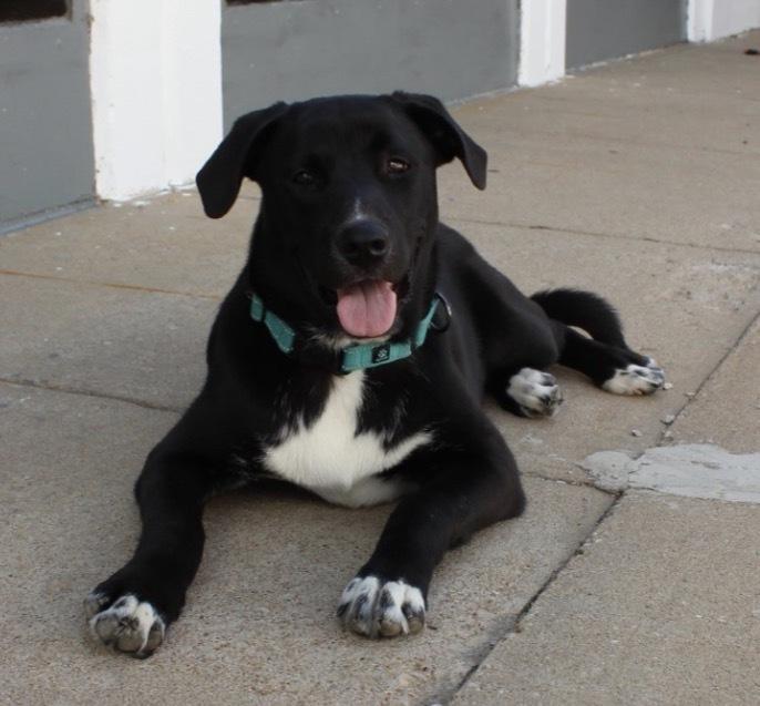 Enlarge Buck, a Adoptable mixed breed in Tulsa, OK image 3/3
