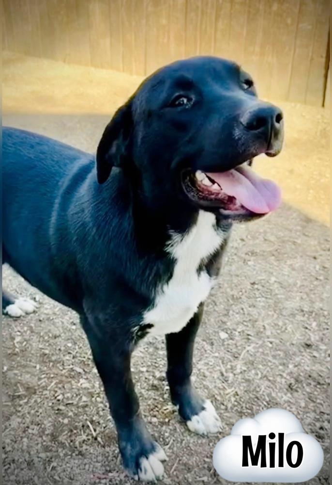 Enlarge Buck, a Adoptable mixed breed in Tulsa, OK image 2/3