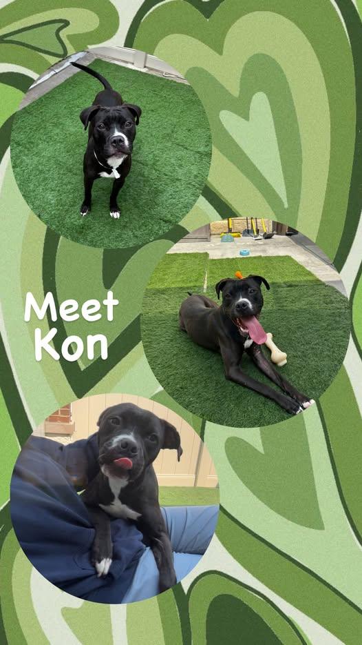 Enlarge Kon, a Adopted mixed breed in Shorewood, IL image 1/1