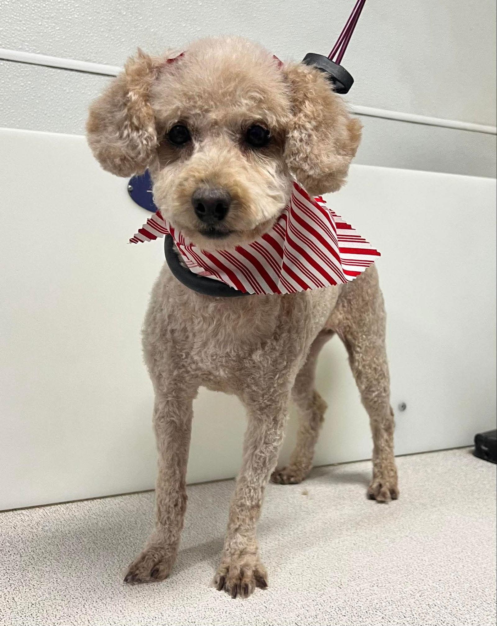 Paris, Adoptable, Adult Female Poodle.