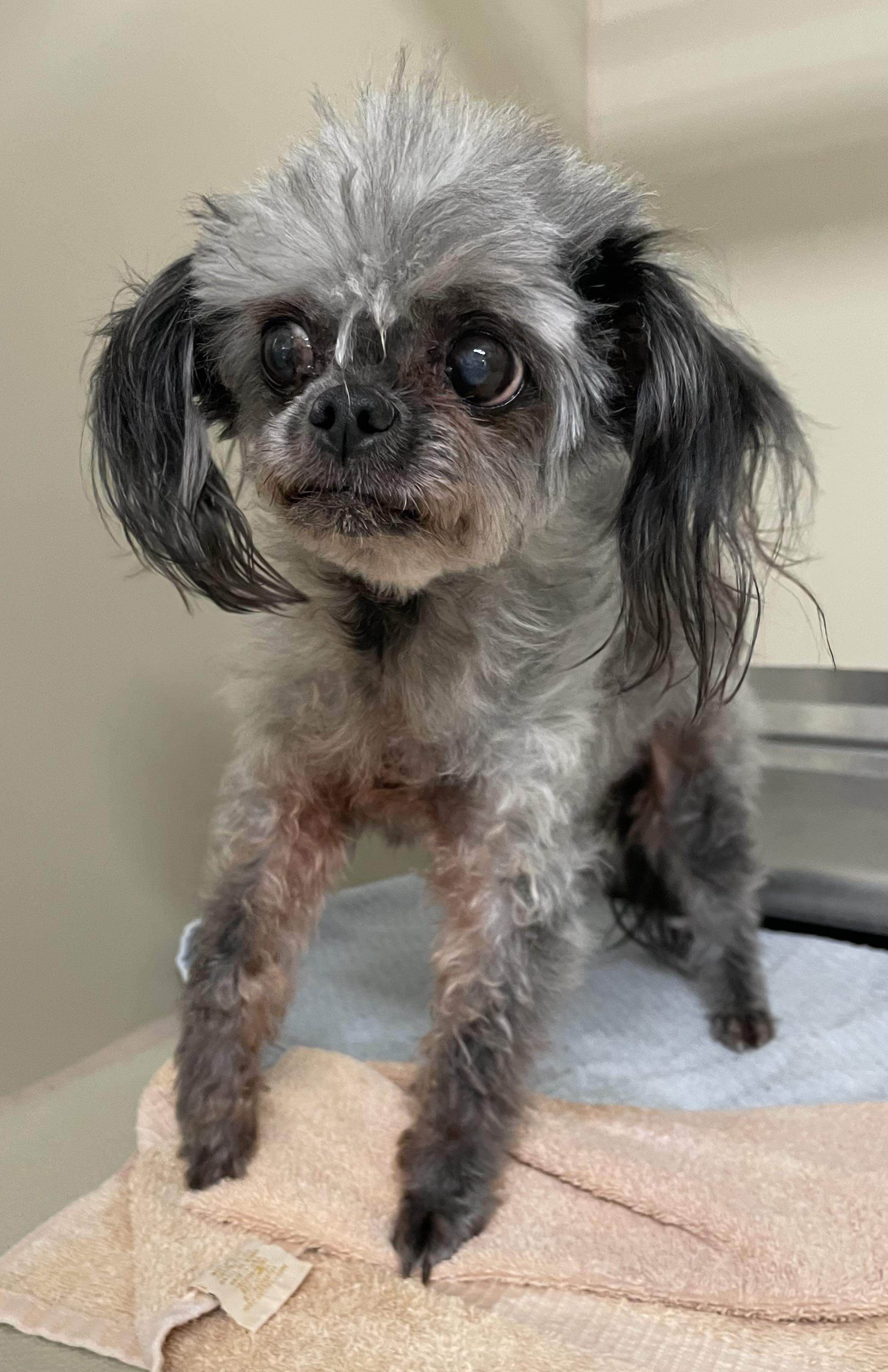 Enlarge Ethel PULLED BY RESCUE, an adopted Shih Tzu in Canton, OH image 2/6