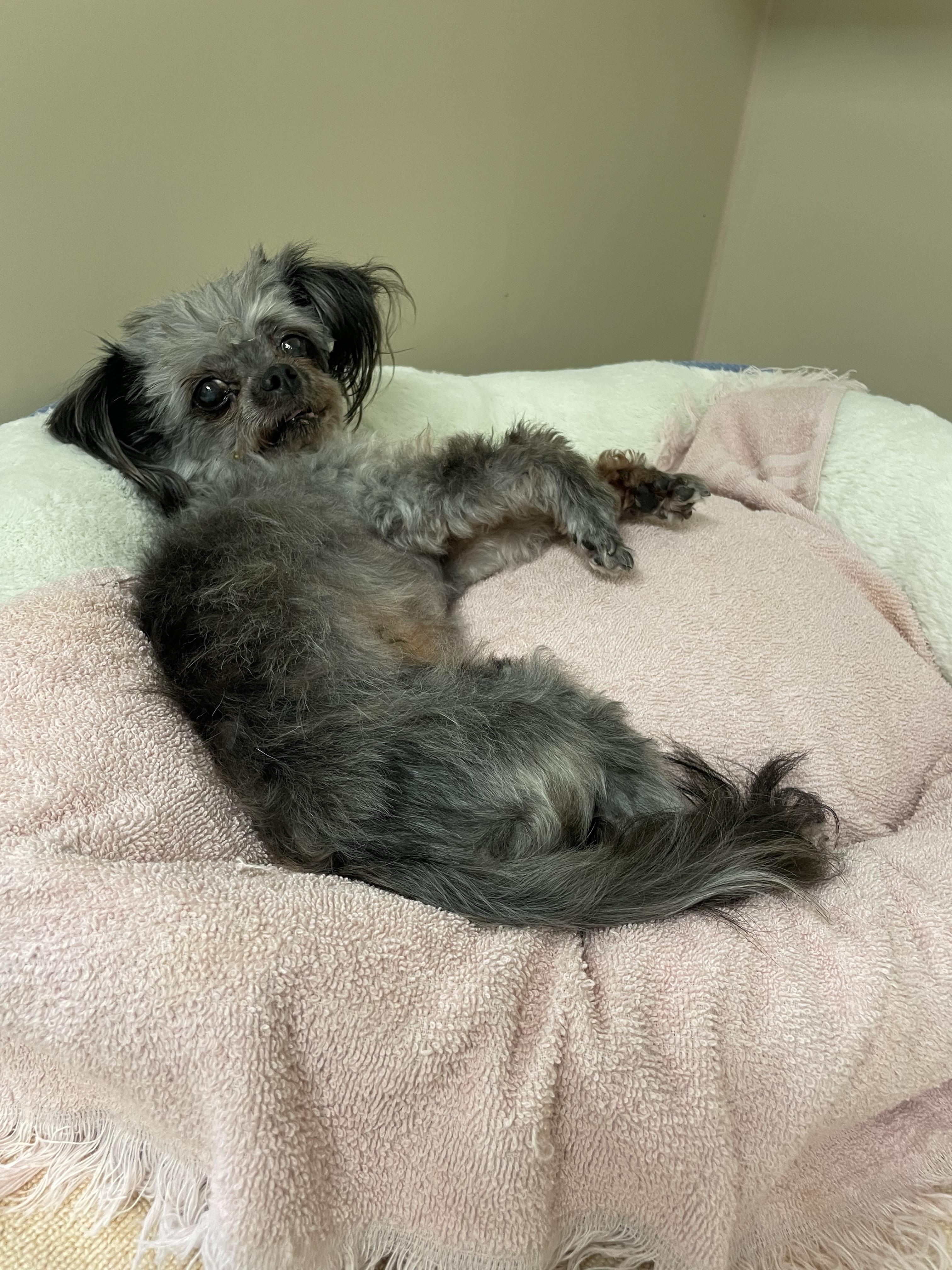 Enlarge Ethel PULLED BY RESCUE, an adopted Shih Tzu in Canton, OH image 6/6