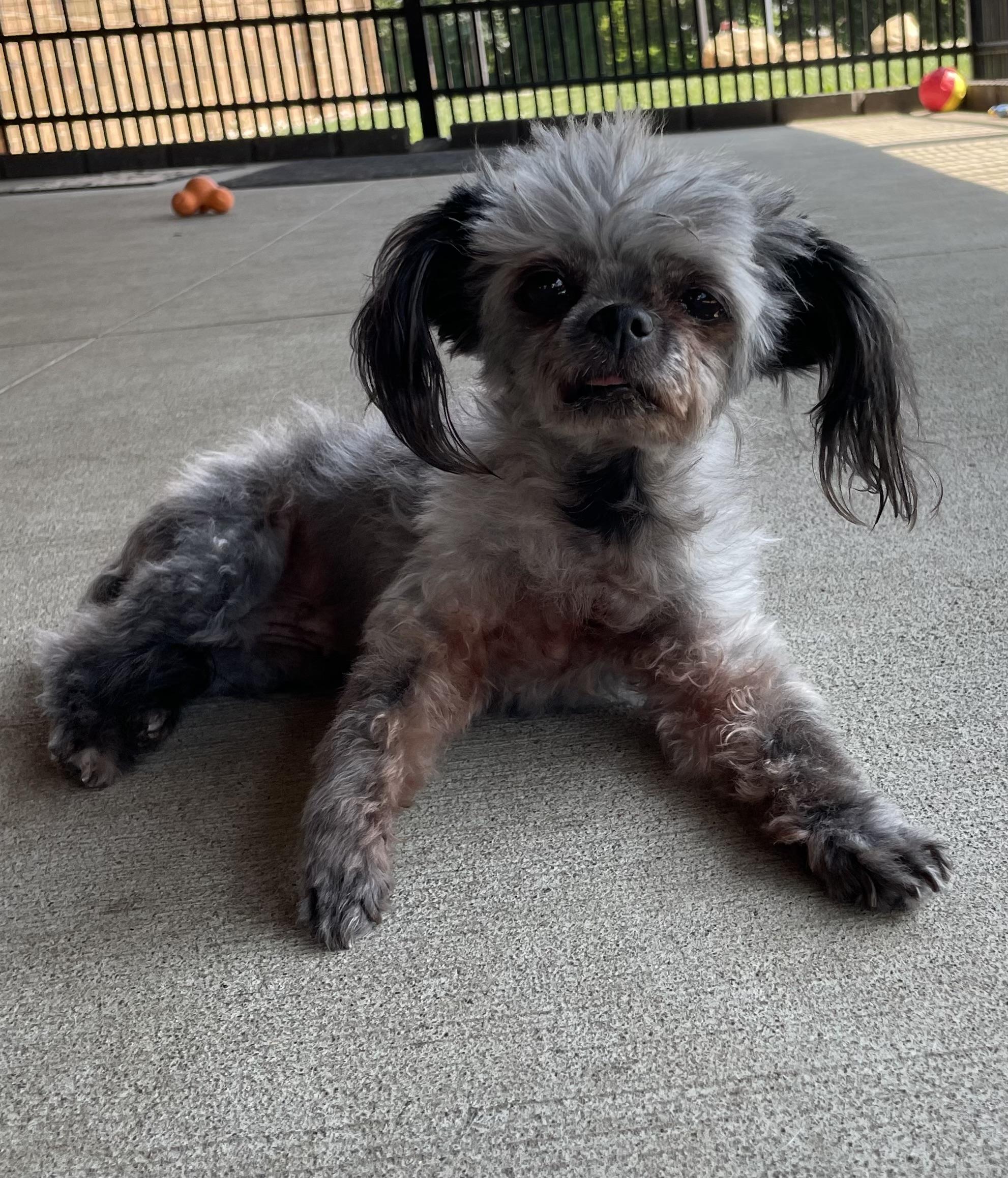 Ethel PULLED BY RESCUE, adopted, Senior Female Shih Tzu.