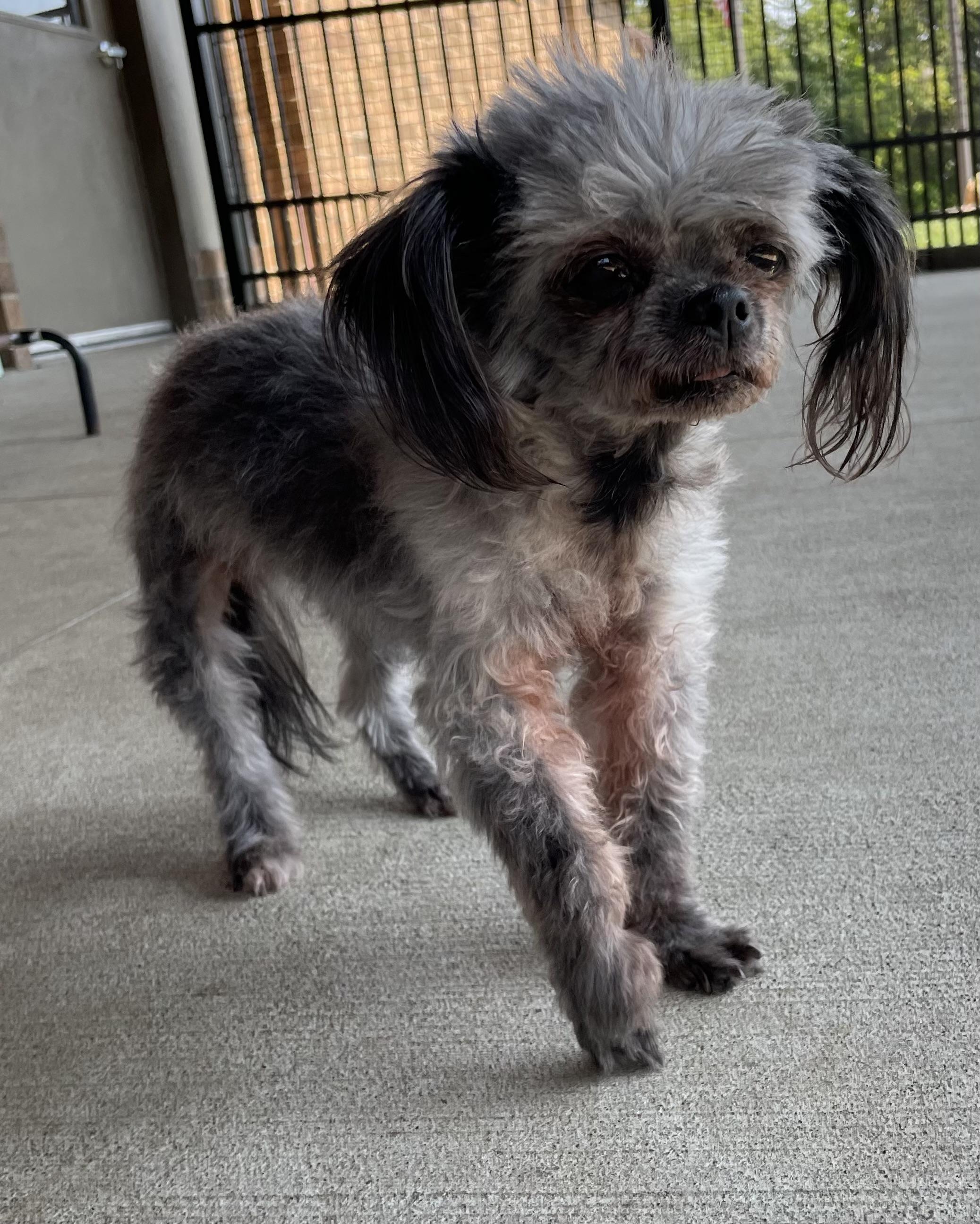 Enlarge Ethel PULLED BY RESCUE, an adopted Shih Tzu in Canton, OH image 5/6