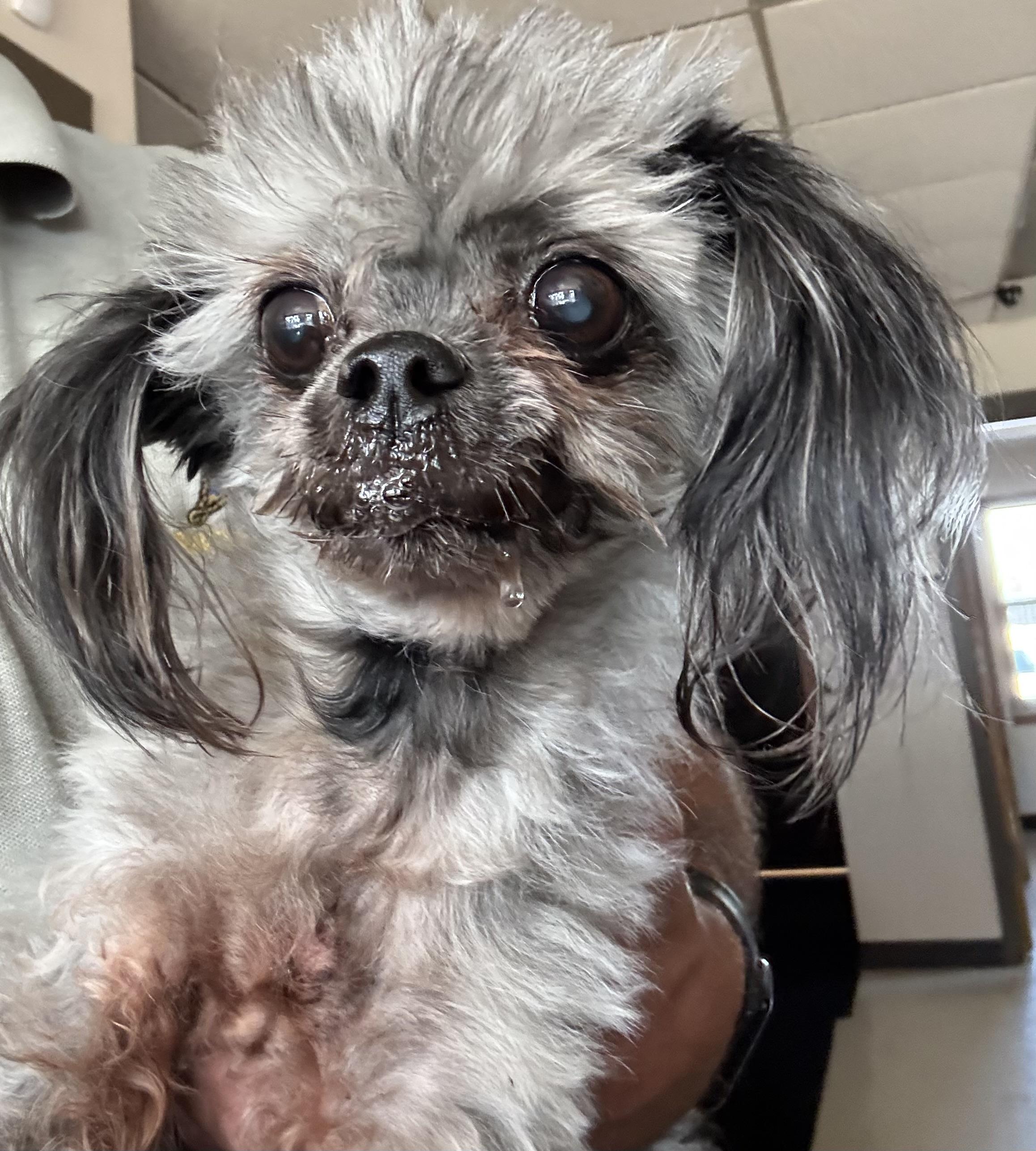 Enlarge Ethel PULLED BY RESCUE, an adopted Shih Tzu in Canton, OH image 3/6