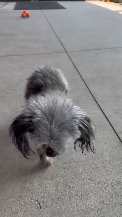 Enlarge Ethel PULLED BY RESCUE, an adopted Shih Tzu in Canton, OH video 4/6