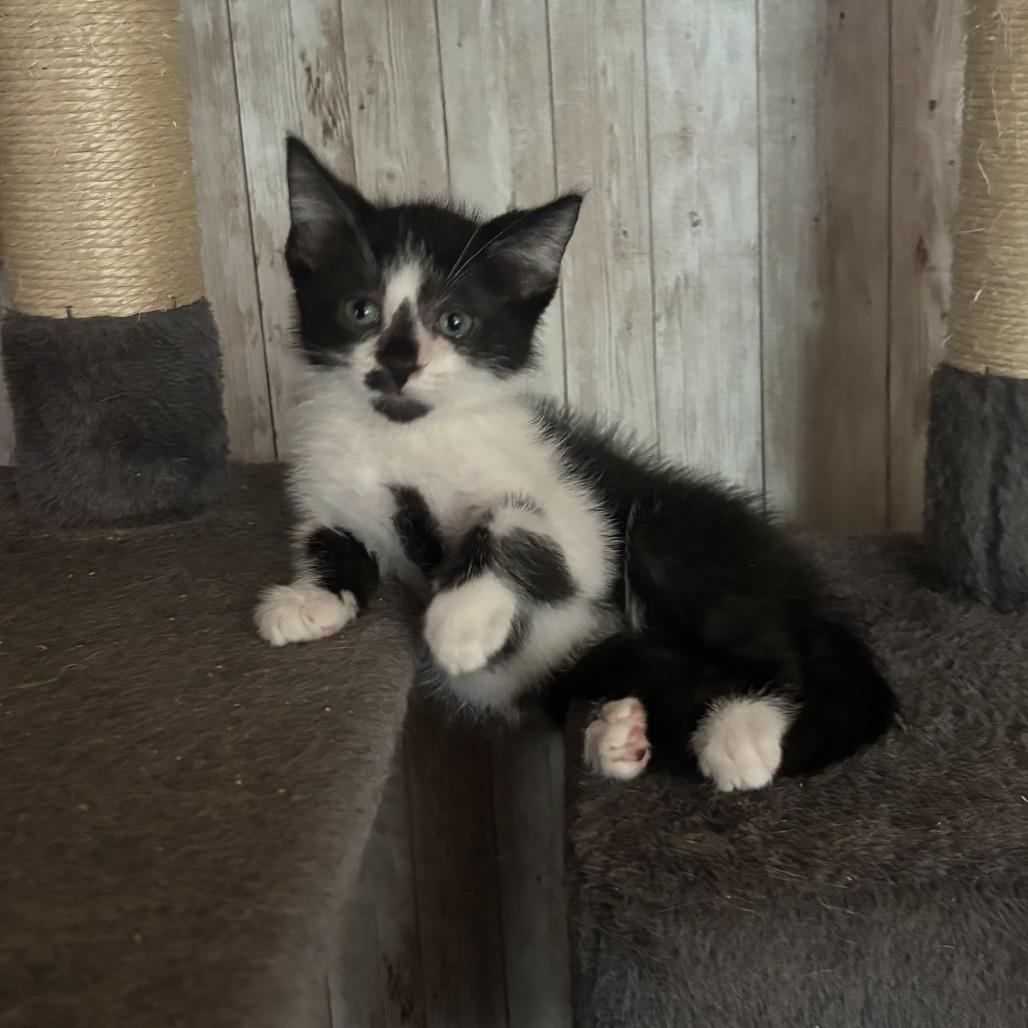 Enlarge Spot, a Adoptable Domestic Short Hair in Charlottesville, VA image 1/3