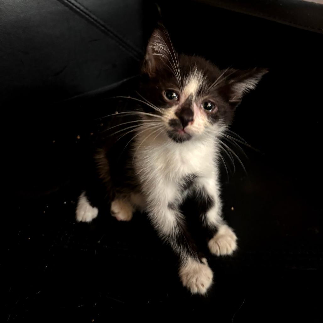 Enlarge Spot, a Adoptable Domestic Short Hair in Charlottesville, VA image 2/3