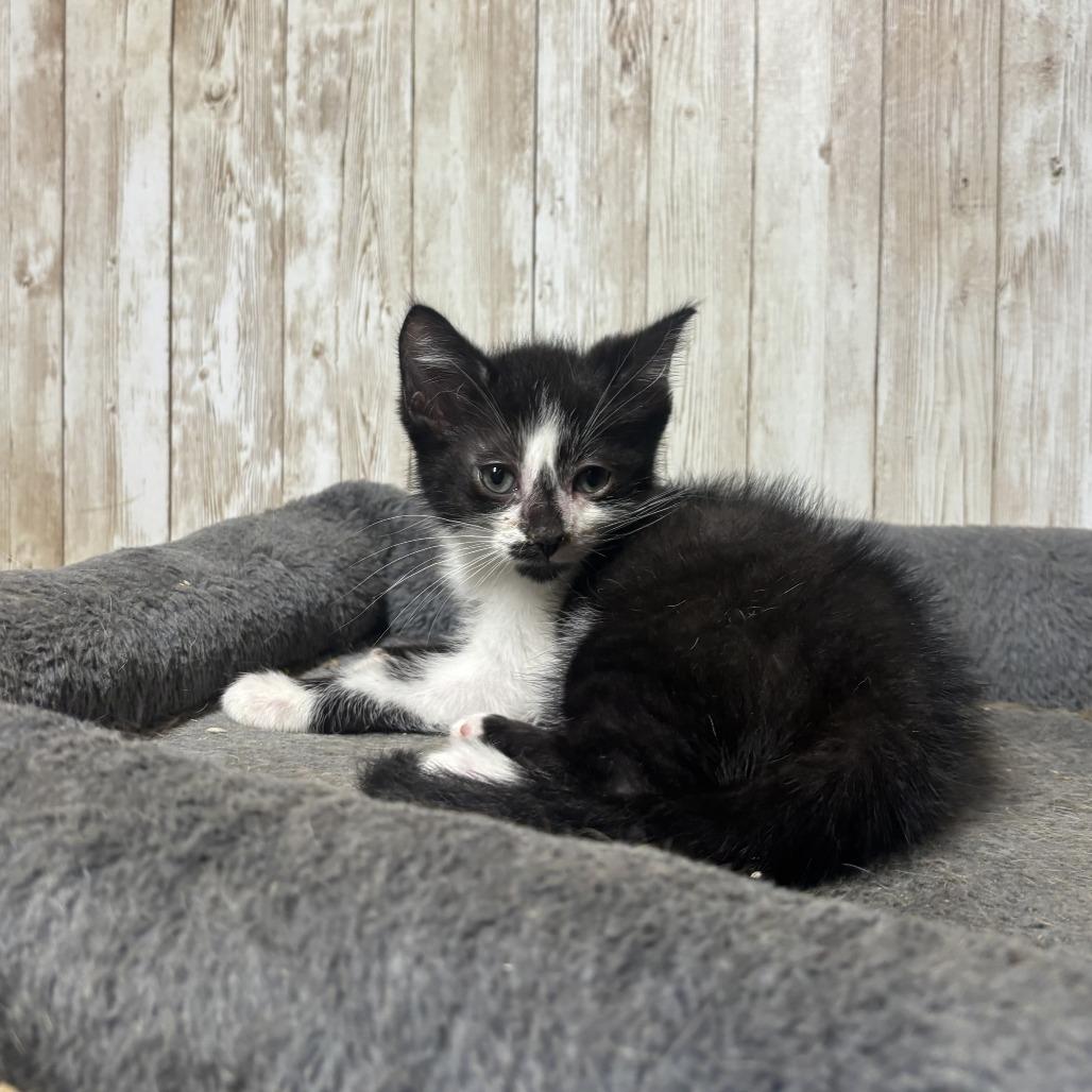 Enlarge Spot, a Adoptable Domestic Short Hair in Charlottesville, VA image 3/3