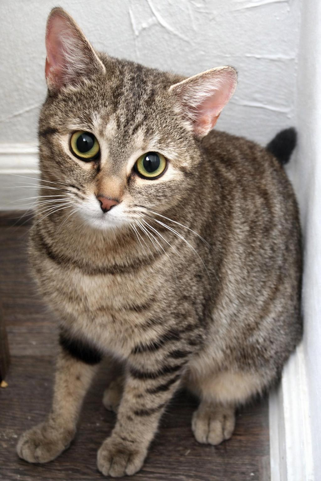 Enlarge Becca, a ADOPTABLE mixed breed in Greensboro, NC image 1/1