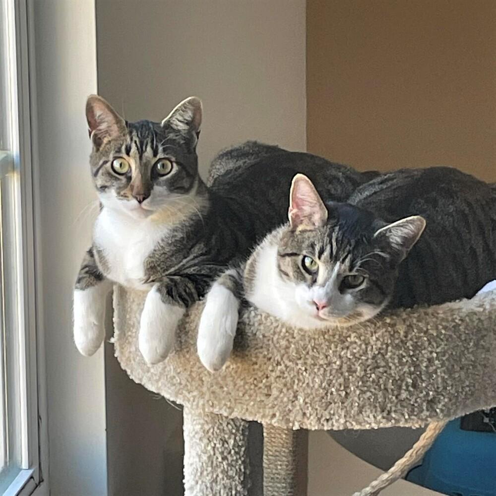 Enlarge Joffrey, a Adoptable Tabby in Cary, NC image 1/5