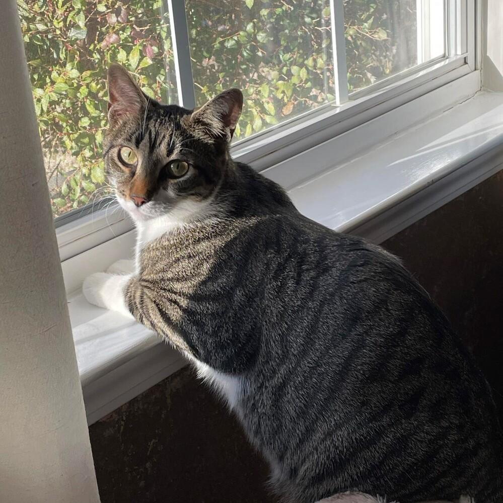 Joffrey, Adoptable, Young Male Tabby.