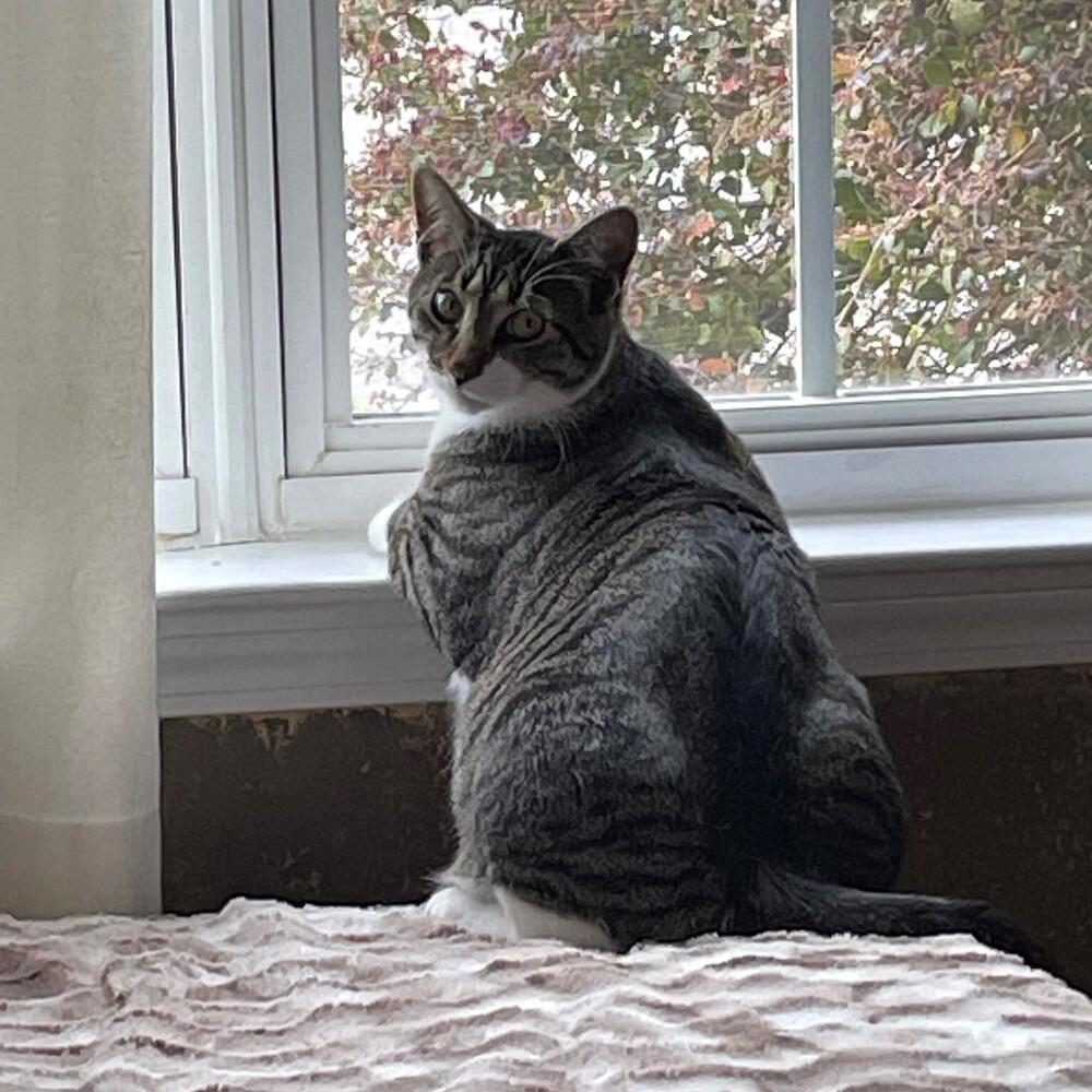 Enlarge Joffrey, a Adoptable Tabby in Cary, NC image 3/5