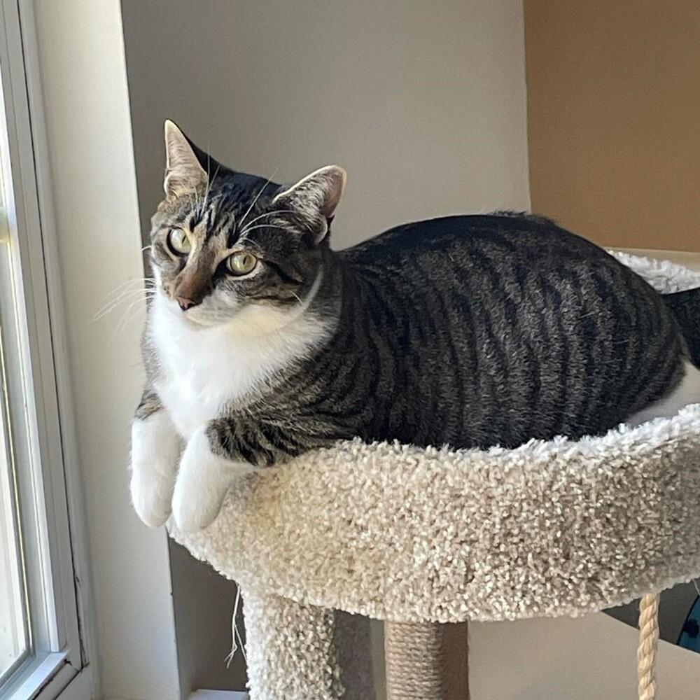 Enlarge Joffrey, a Adoptable Tabby in Cary, NC image 4/5