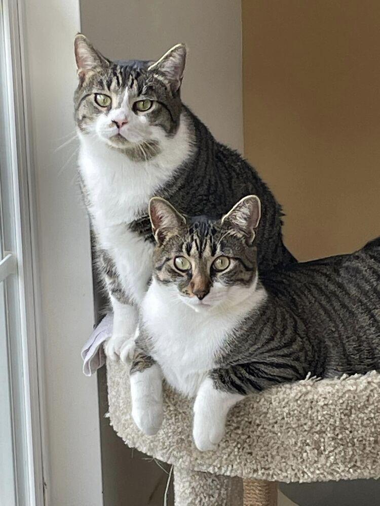 Enlarge Joffrey, a Adoptable Tabby in Cary, NC image 5/5