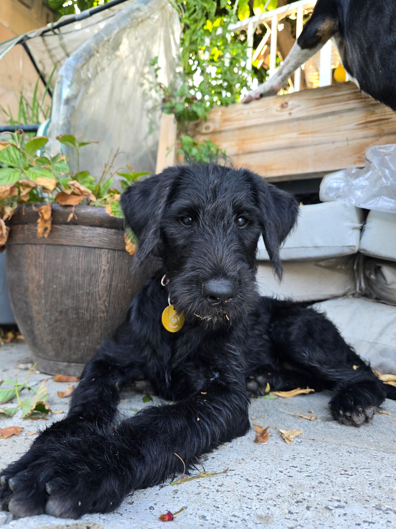 Charm, adopted, Puppy Female Poodle & Golden Retriever.