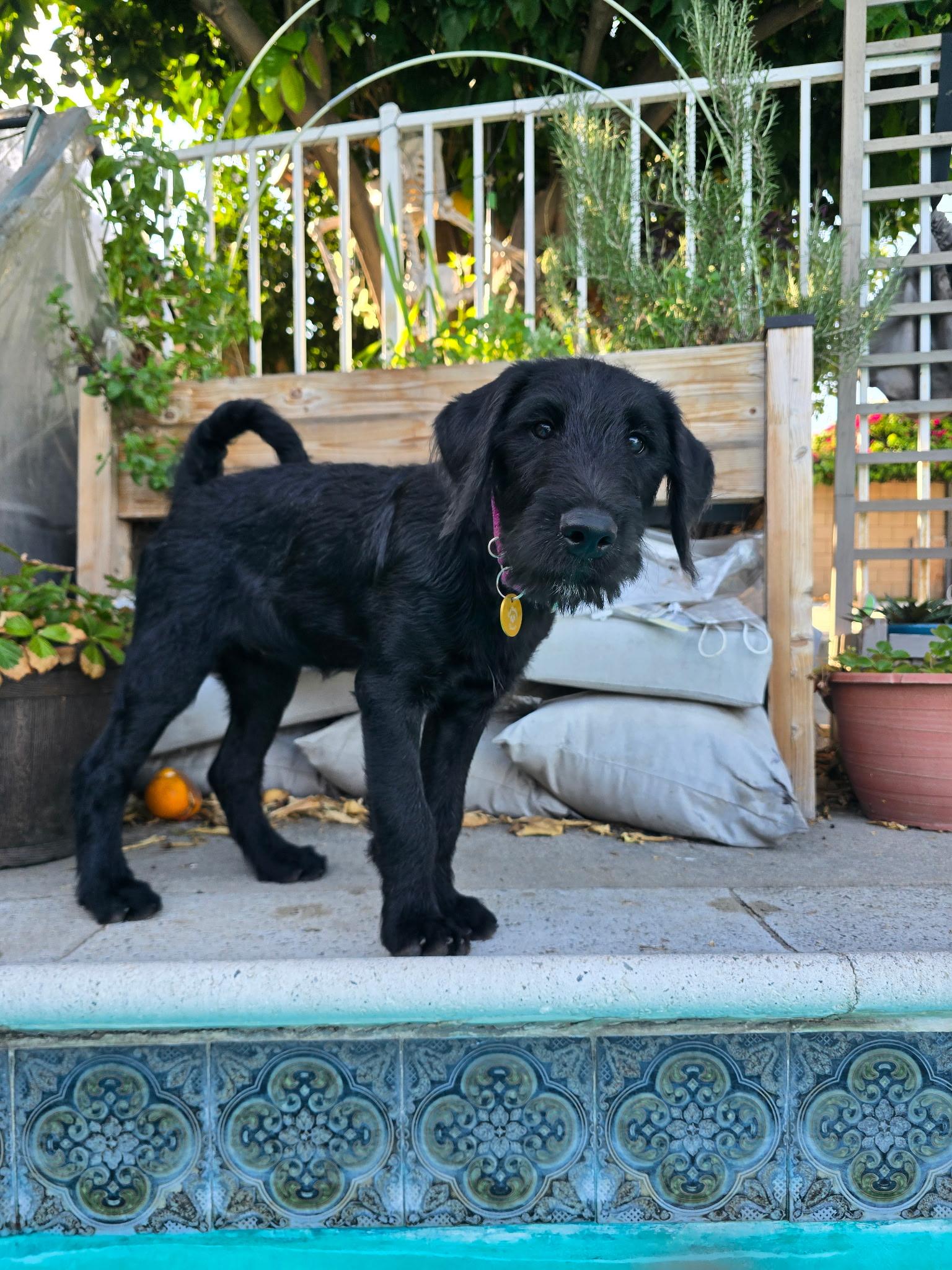 Charm, an adopted mixed breed in Pasadena, CA image 3/6