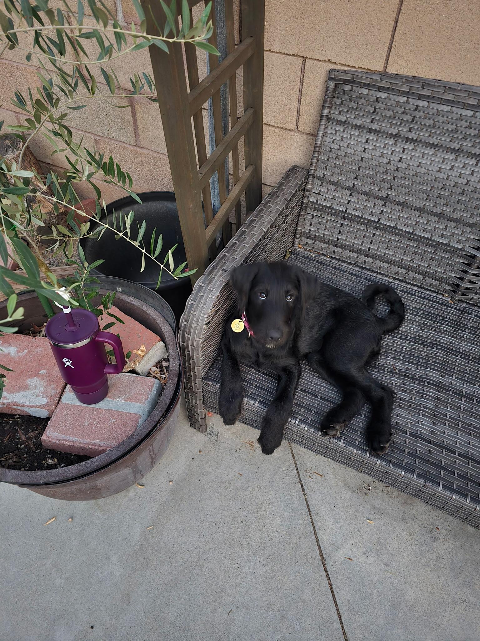 Charm, an adopted mixed breed in Pasadena, CA image 6/6