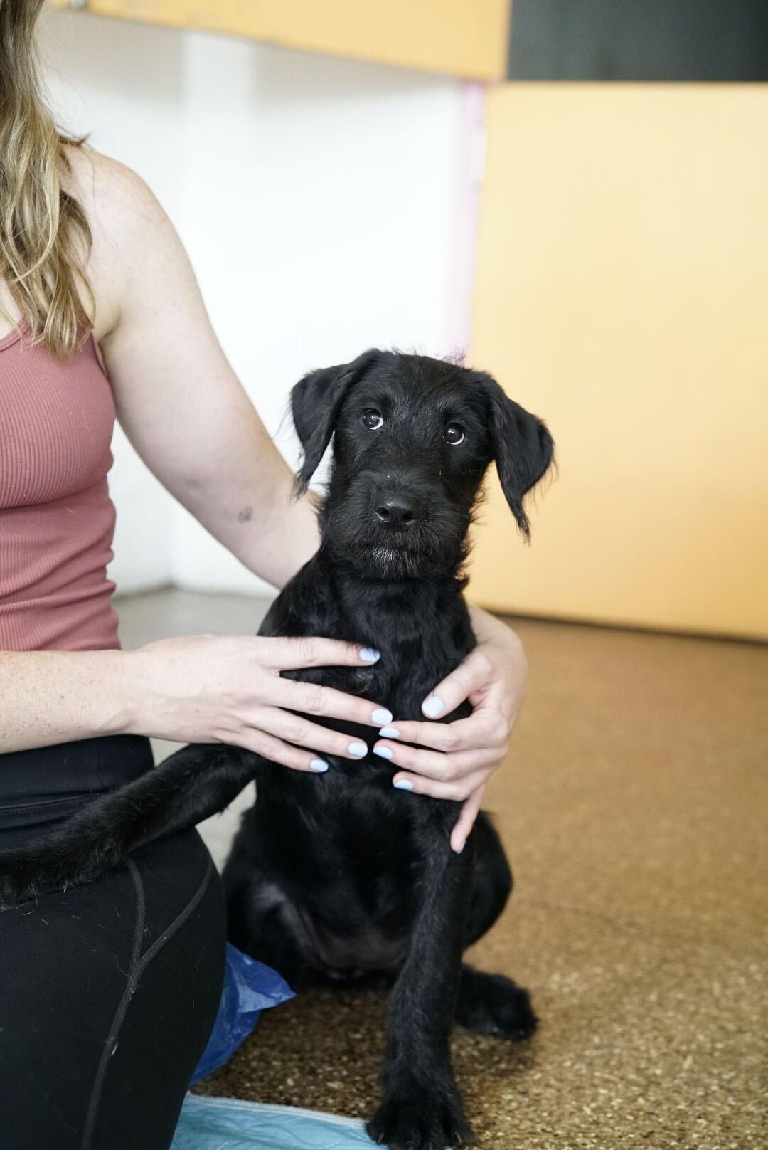 Charm, an adopted mixed breed in Pasadena, CA image 5/6