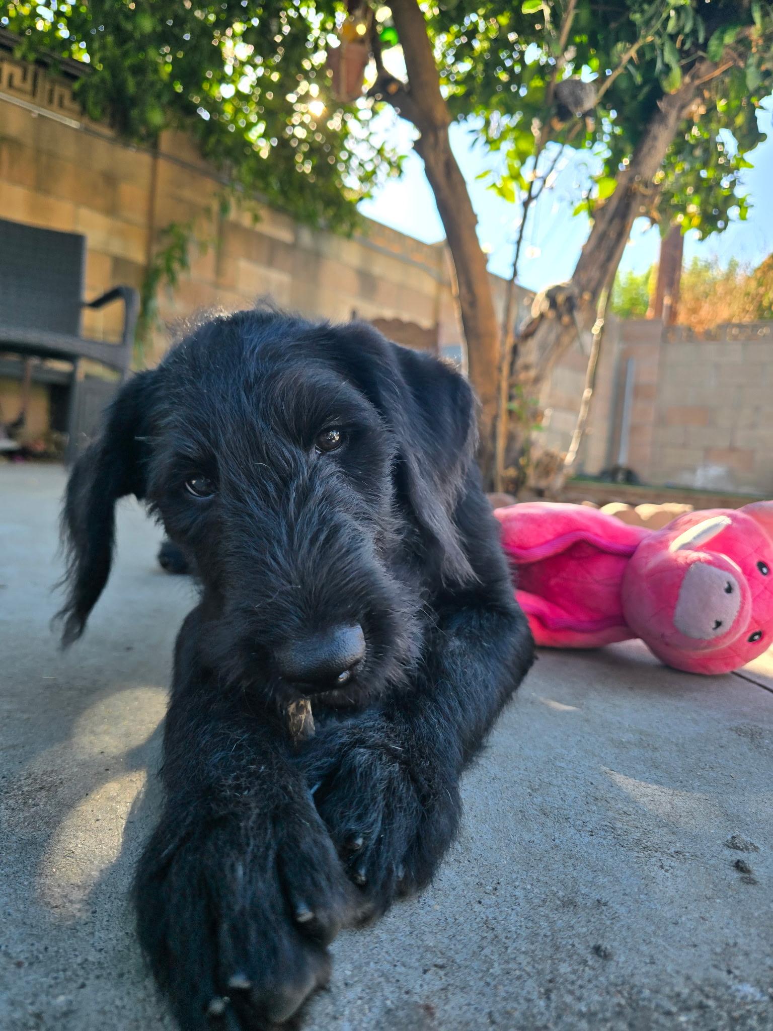 Charm, an adopted mixed breed in Pasadena, CA image 2/6