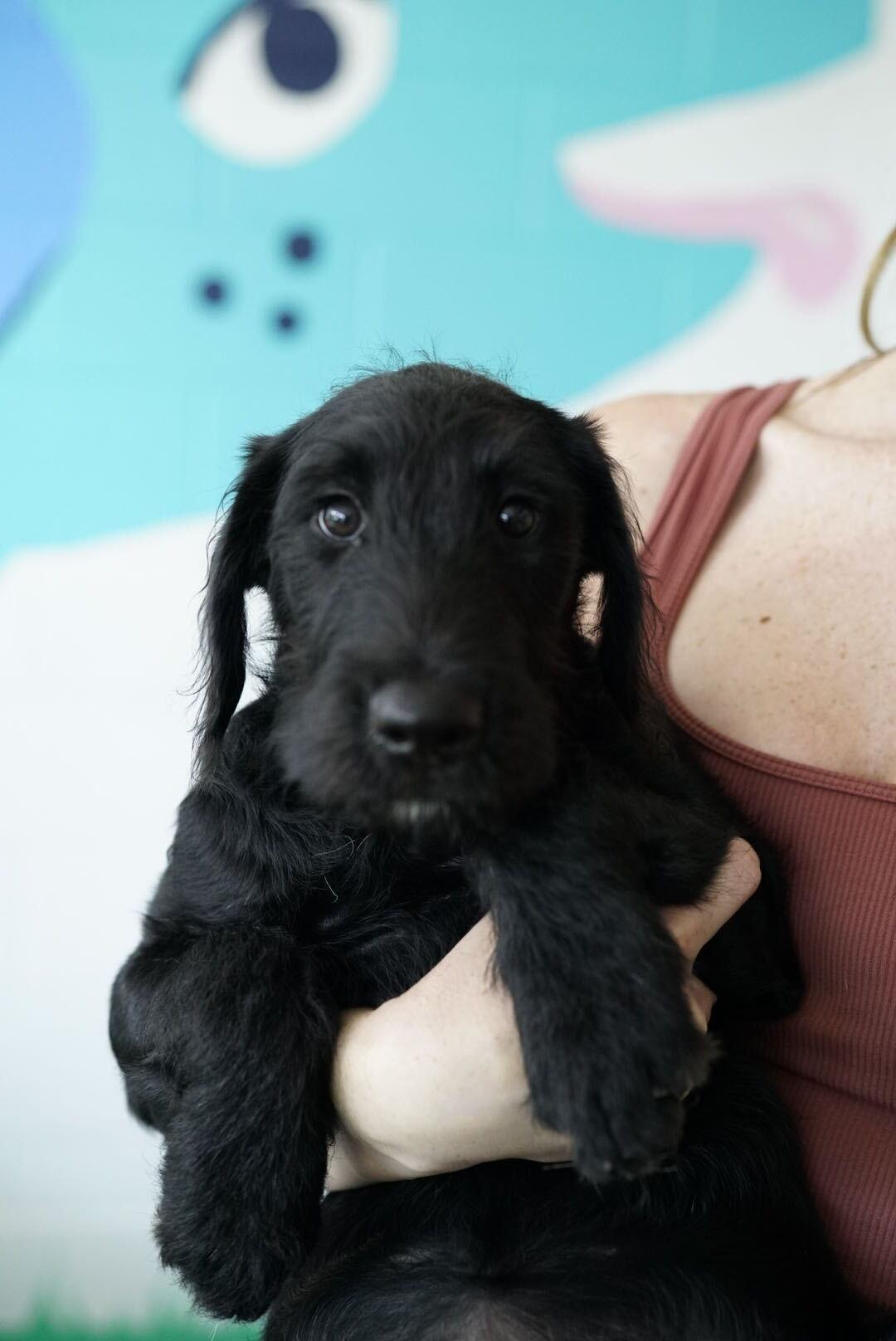Charm, an adopted mixed breed in Pasadena, CA image 4/6