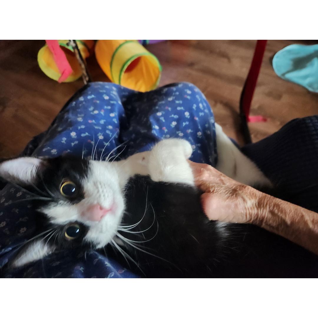 Minnie, adopted, Kitten Female Domestic Short Hair.