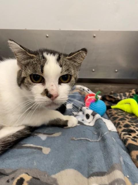 Enlarge Lady, a Adoptable Domestic Short Hair in Hayward, WI image 1/1