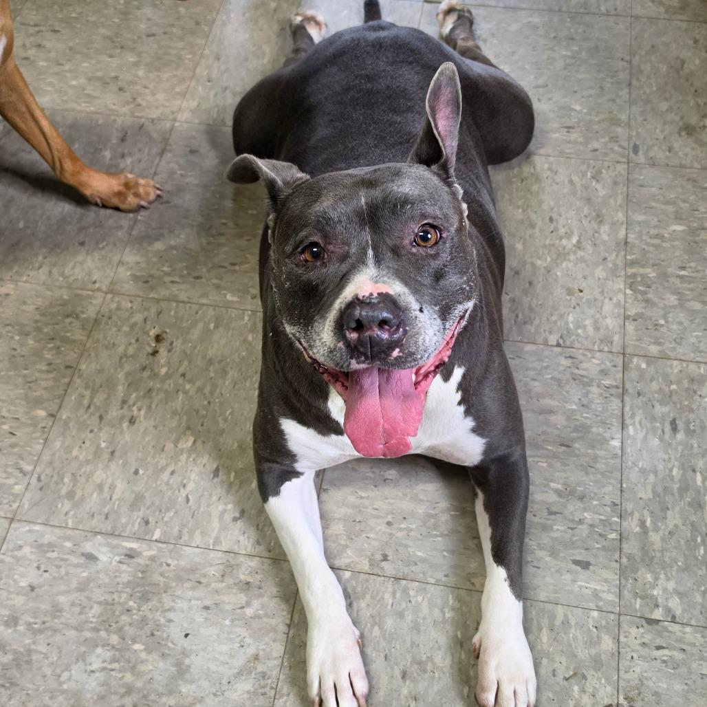 Mika, Adoptable, Adult Female Pit Bull Terrier.