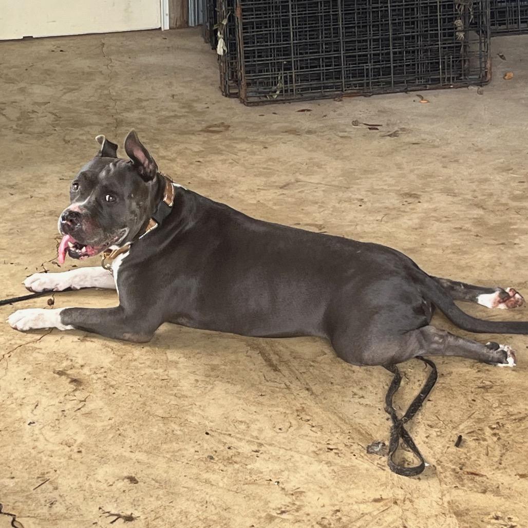 Enlarge Mika, a Adoptable Pit Bull Terrier in Melrose, FL image 1/1