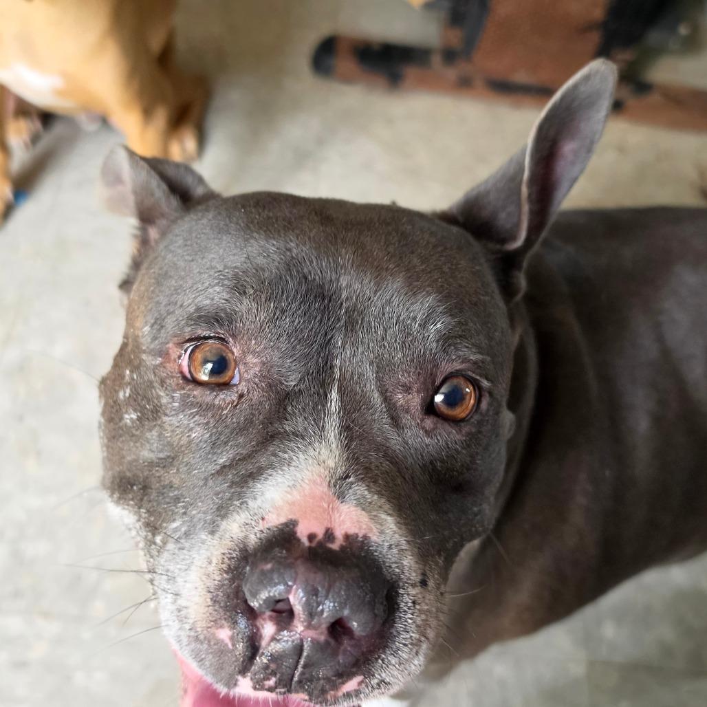 Enlarge Mika, a Adoptable Pit Bull Terrier in Melrose, FL image 3/4