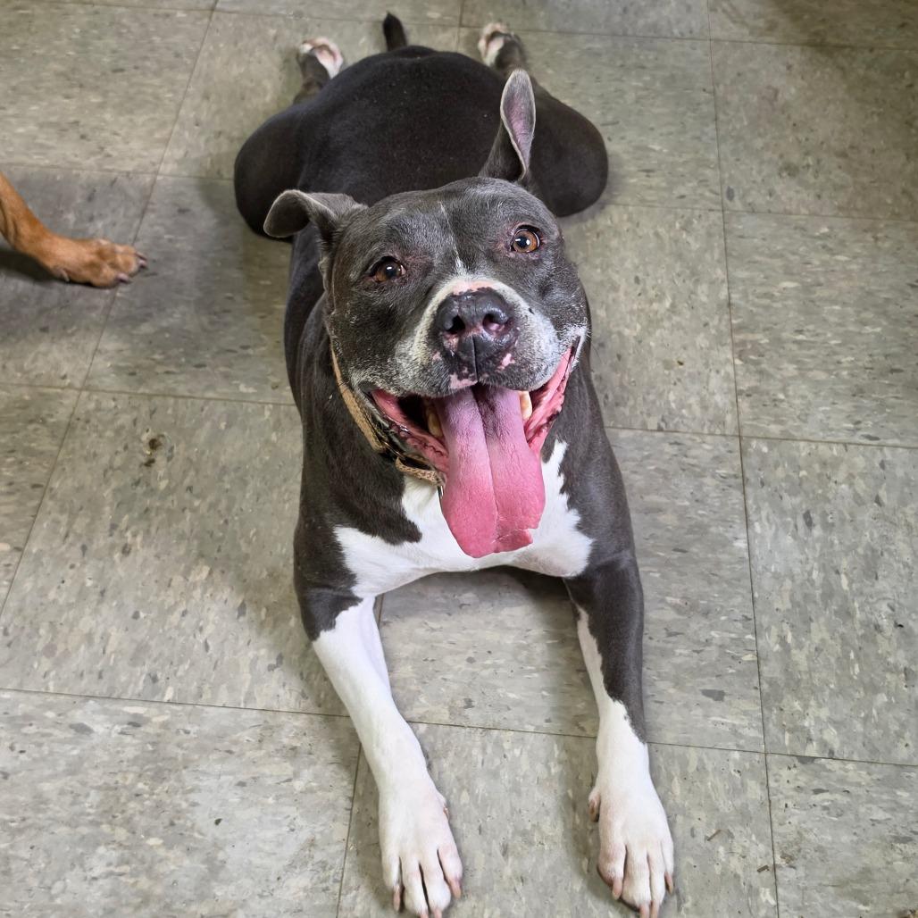 Enlarge Mika, a Adoptable Pit Bull Terrier in Melrose, FL image 4/4