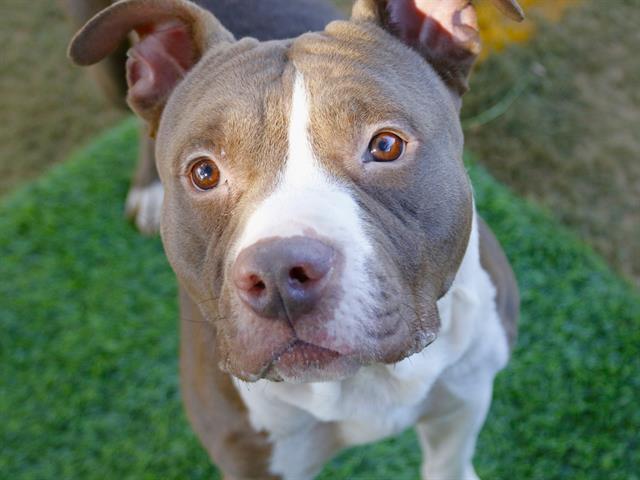 Enlarge PRINCE, a Adoptable American Staffordshire Terrier in Tallahassee, FL image 1/1
