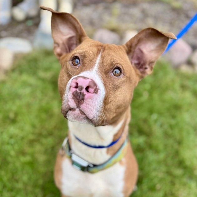 Scooby, Adoptable, Adult Male Pit Bull Terrier.