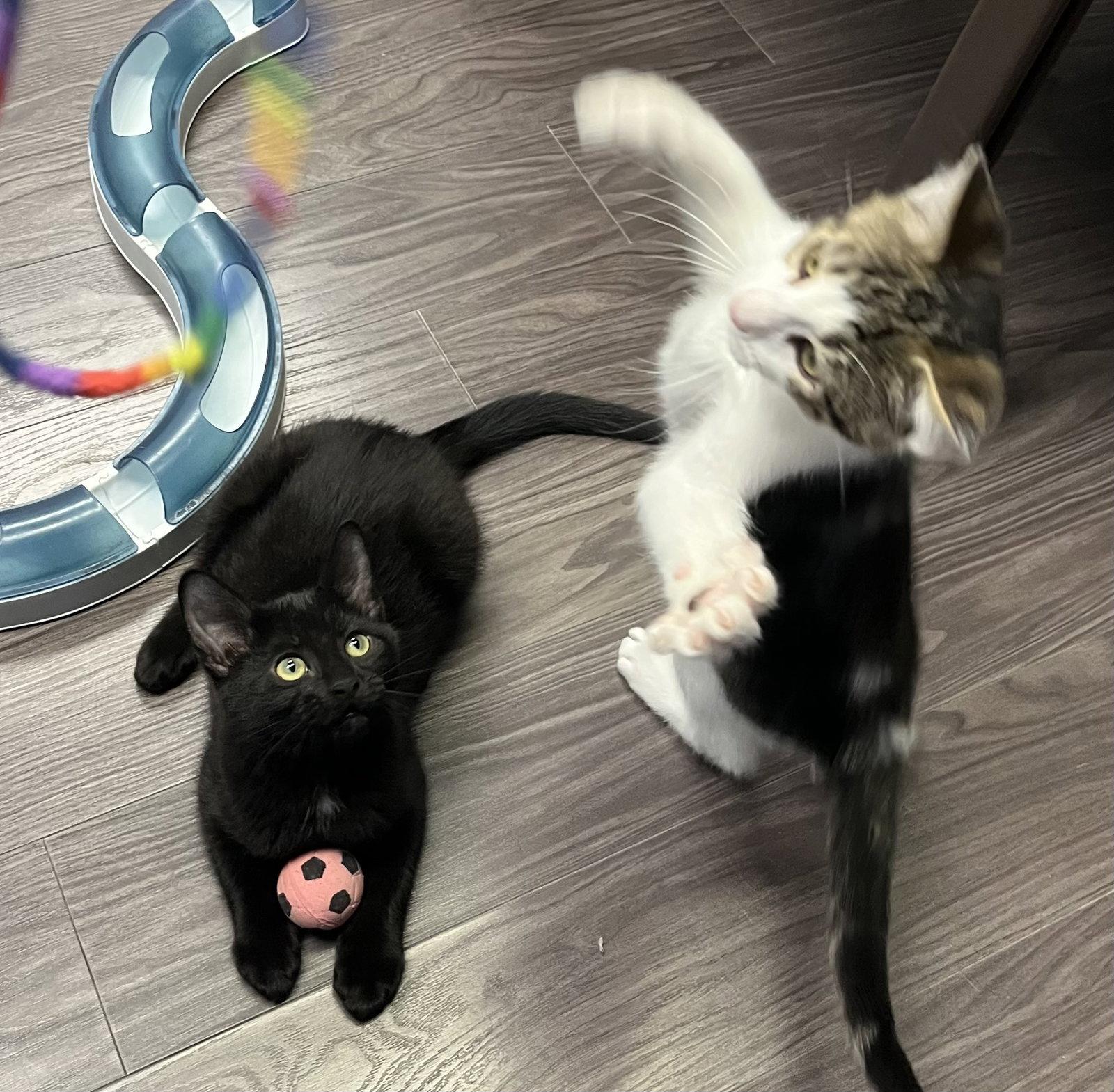 Matteo and Guilia, Adoptable, Kitten Female Domestic Short Hair.