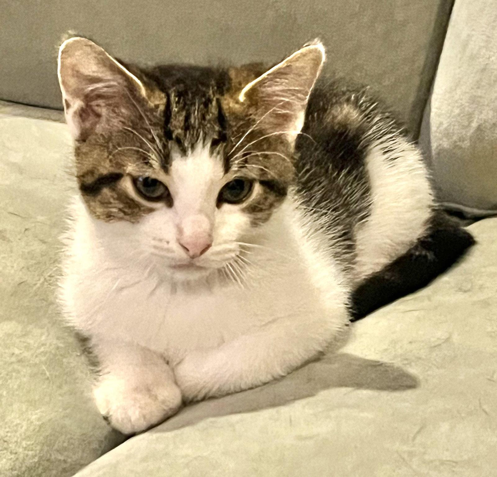 Matteo and Guilia, a Adoptable Domestic Short Hair in Shawnee, KS image 2/3