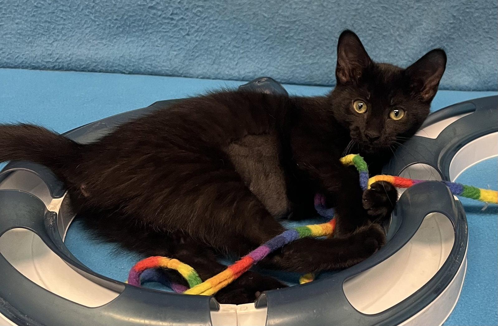Matteo and Guilia, a Adoptable Domestic Short Hair in Shawnee, KS image 3/3