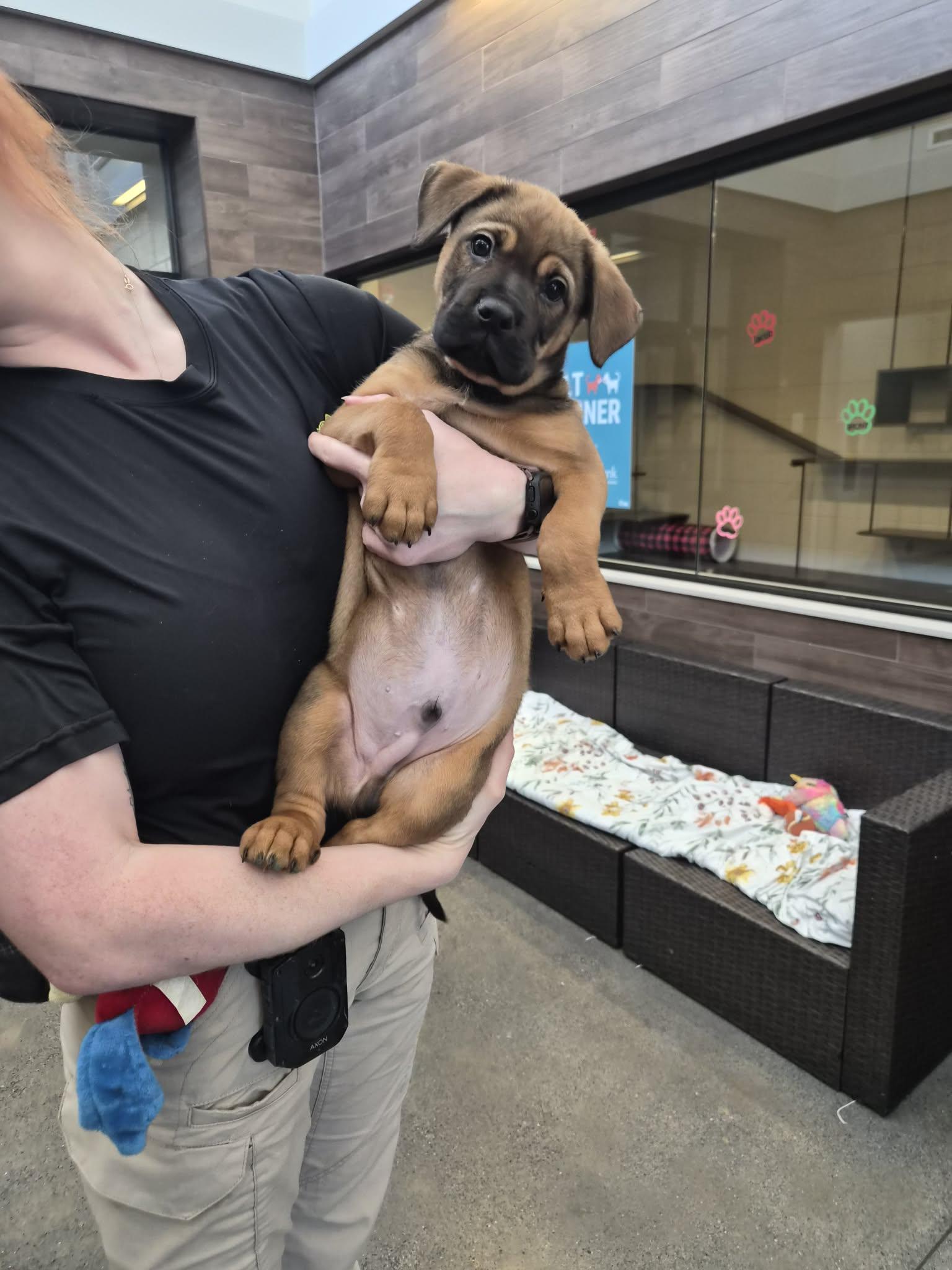 Enlarge Laramie , a Adoptable Mixed Breed in Rock Hill, NY image 1/1