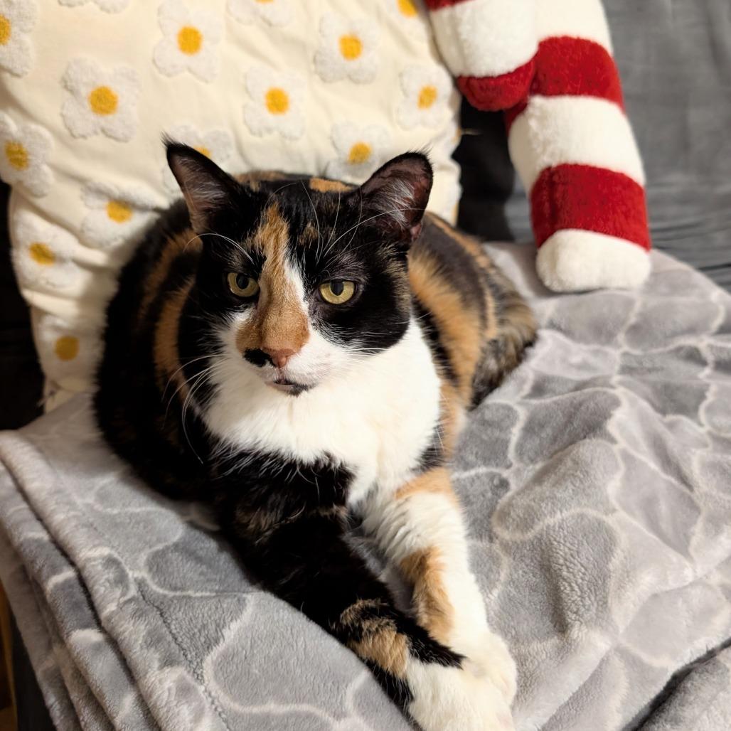 Enlarge Missee, a Adoptable Domestic Short Hair in Philadelphia, PA image 2/4