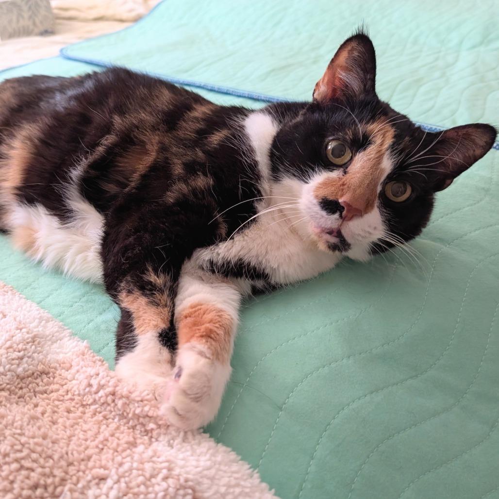 Enlarge Missee, a Adoptable Domestic Short Hair in Philadelphia, PA image 4/4