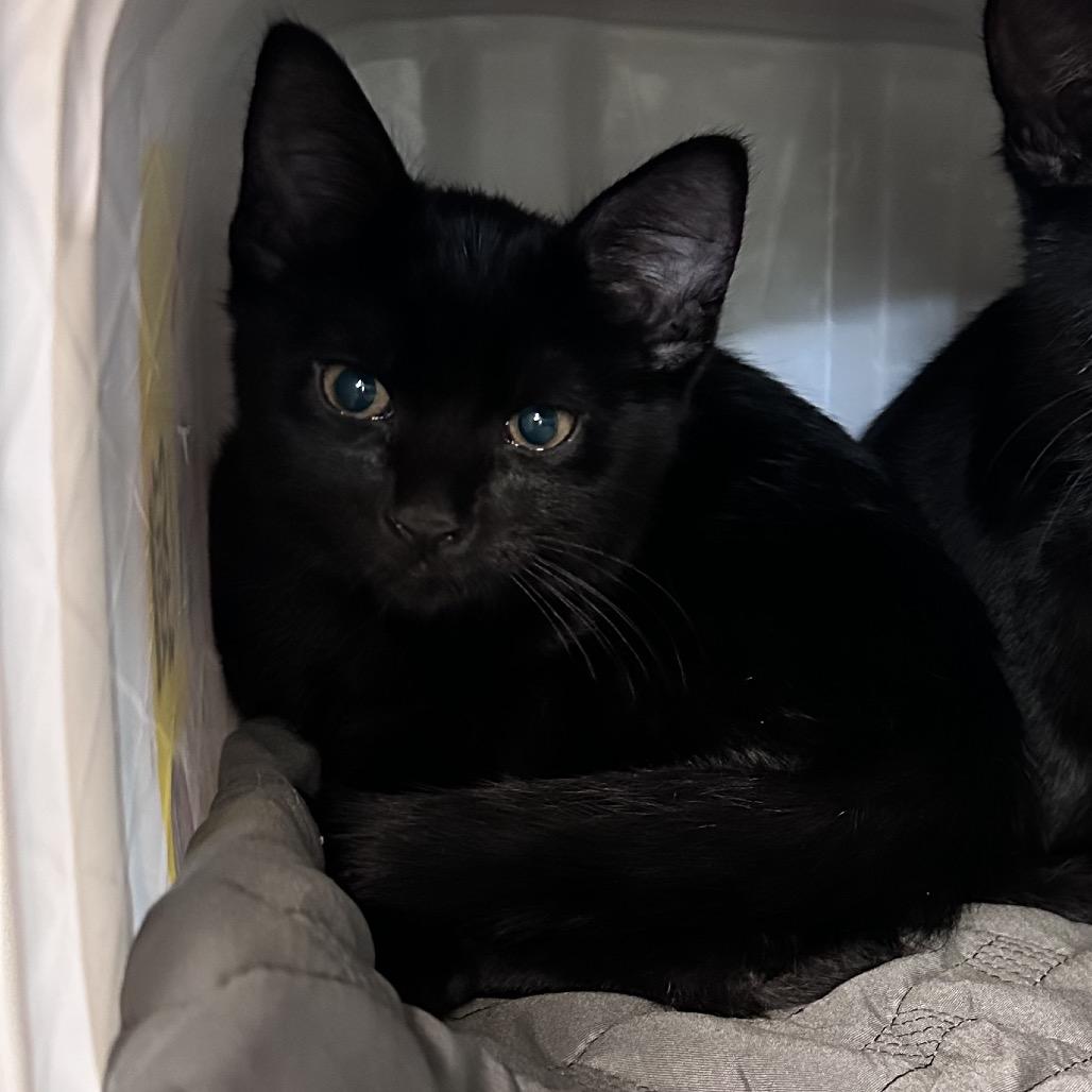 Spook, Adoptable, Kitten Male Domestic Short Hair.