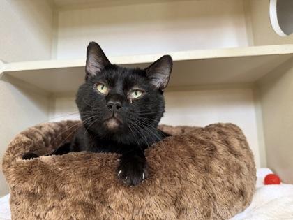 Blue Cheese, Adoptable, Adult Male Domestic Short Hair & Domestic Short Hair.
