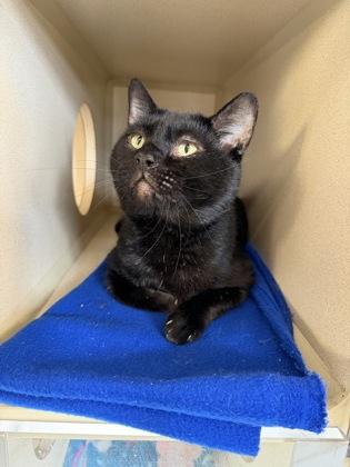 Blue Cheese — thumbnail 2