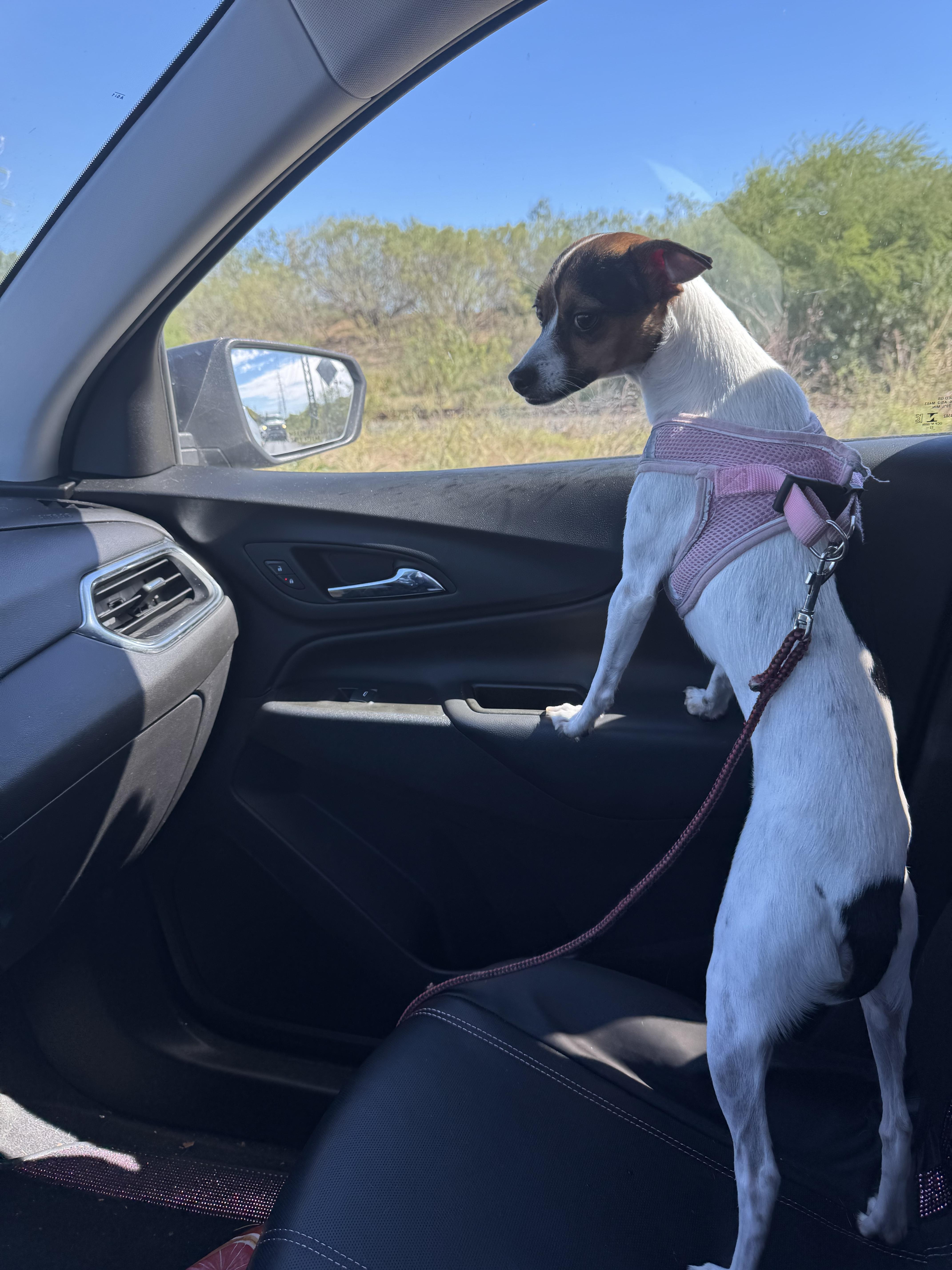 Enlarge Frida, a Adoptable mixed breed in San Antonio, TX image 2/3