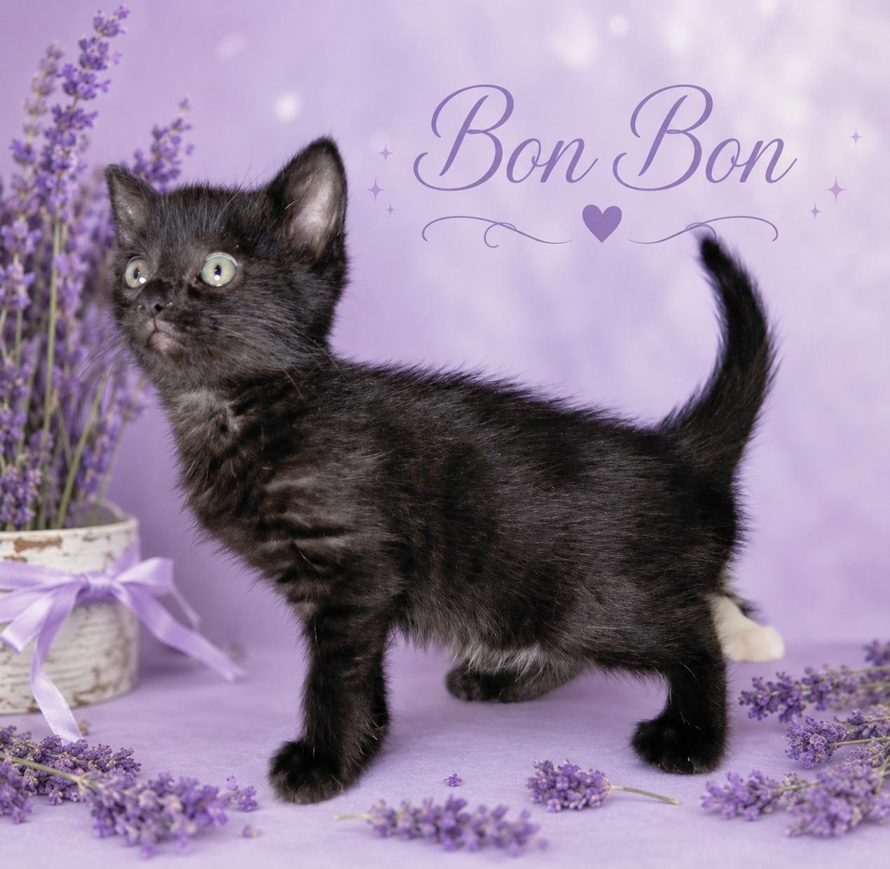 Bon Bon, ADOPTABLE, Young Female Domestic Short Hair.