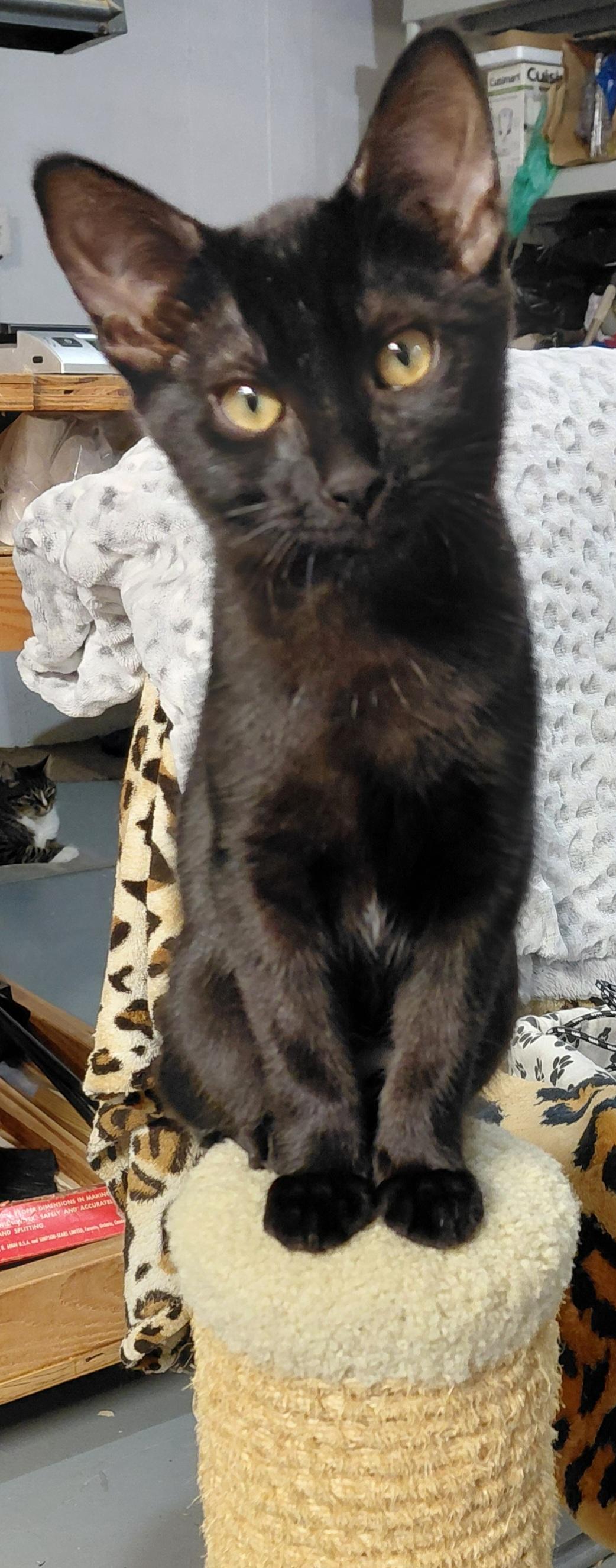 Enlarge Bon Bon, a ADOPTABLE Domestic Short Hair in Bethpage, NY image 3/3
