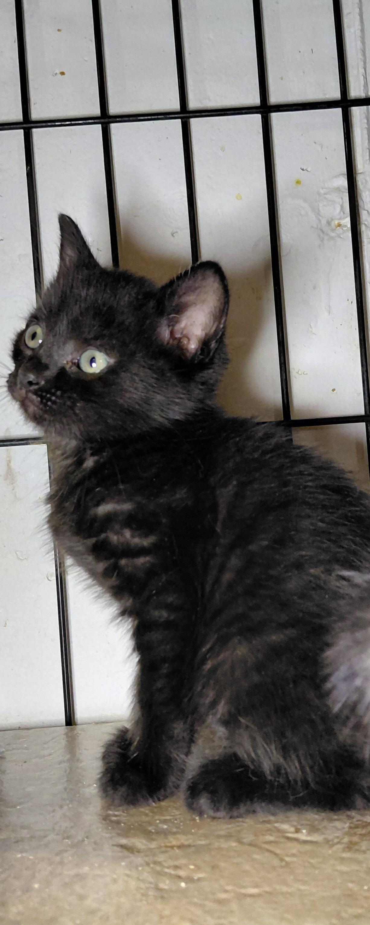 Bon Bon, ADOPTABLE, Young Female Domestic Short Hair.